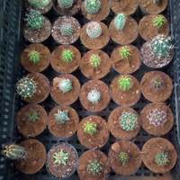 Overberg Cacti and Succulents - Xplorioâ„¢ Gansbaai