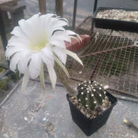 Overberg Cacti and Succulents - Xplorioâ„¢ Gansbaai