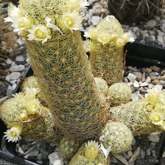 Overberg Cacti and Succulents - Xplorioâ„¢ Gansbaai