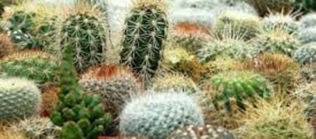 Cacti_Succulents_4_1643033942