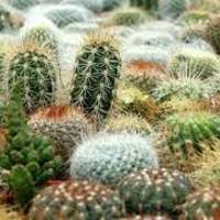 Overberg Cacti and Succulents - Xplorioâ„¢ Gansbaai