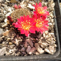 Overberg Cacti and Succulents - Xplorioâ„¢ Gansbaai