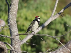 Birds and Birding at Wings Self-Catering Suiderstrand
