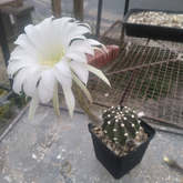 Overberg Cacti and Succulents - Xplorioâ„¢ Gansbaai 