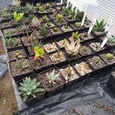 Overberg Cacti and Succulents - Xplorioâ„¢ Gansbaai 