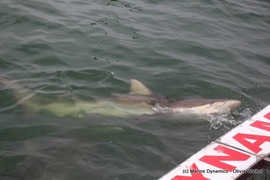 Daily Blog: 24 January 2022 | Shark Cage Diving in South Africa