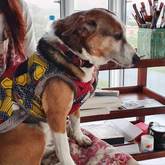 Pet sitter, Foxy inspiring my creativity - Grace House and Pet Sitting - Xplorioâ„¢ Gansbaai