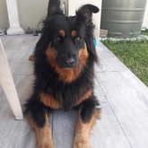 Pet sitter - Shadow in Franskraal - Grace House and Pet Sitting - Xplorioâ„¢ Gansbaai