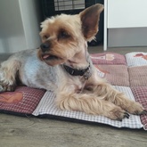 Pet sitter - with Shelby in De Kelders - Grace House and Pet Sitting - Xplorioâ„¢ Gansbaai