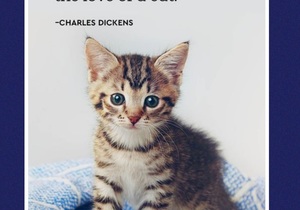 Kittens Up For Adoption