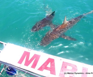 Daily Blog: 01 February 2022 | Shark Cage Diving in South Africa