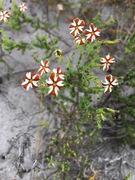 Jamesbrittenia albomarginata -Â flower of the week!