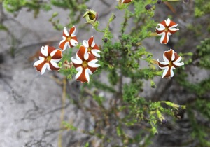 Jamesbrittenia albomarginata -Â flower of the week!