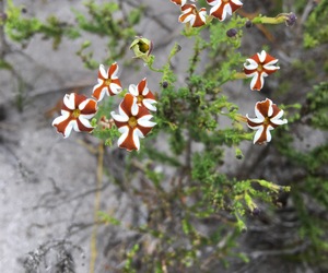 Jamesbrittenia albomarginata -Â flower of the week!