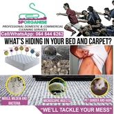 Sporganise cleaning - SPORGANISE - Xplorioâ„¢ Hermanus