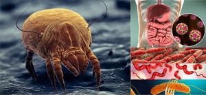 4 Disgusting Facts About Your Carpet