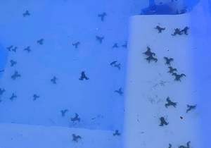 IT'S NOT RAINING CATS AND DOGS - ITS RAINING PLATANNAS!