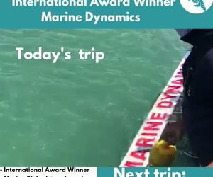 Next Marine Dynamics Shark Cage Diving Trip: 15 February 2022