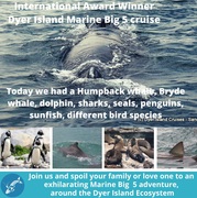 Next Dyer Island Marine Big 5 Tour: 16 February 2022