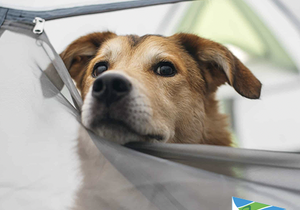 Members may bring their dogs to the club!