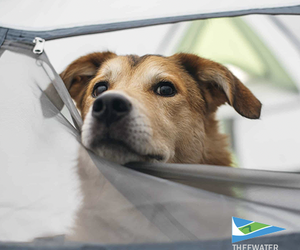 Members may bring their dogs to the club!