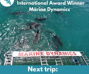 Next Marine Dynamics Shark Cage Diving Trip: 17 February 2022