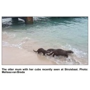Otter with her cubs inÂ Struis Bay