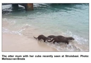 Otter with her cubs inÂ Struis Bay