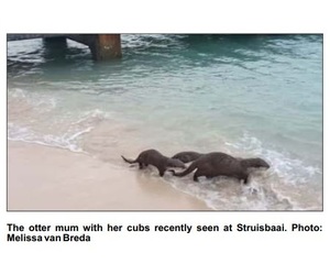 Otter with her cubs inÂ Struis Bay