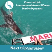 Next Marine Dynamics Shark Cage Diving Trip: 19 February 2022