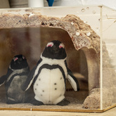 Penguins - Gansbaai Tourism Bureau - Xplorioâ„¢ Gansbaai 