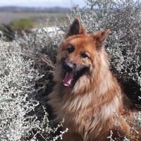 Shen in Mpepho - Foxy House - Xplorioâ„¢ Gansbaai 