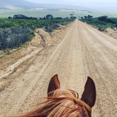 Bbos Horse - Foxy House - Xplorioâ„¢ Gansbaai 