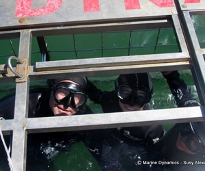 Daily Blog: 22 February 2022 | Shark Cage Diving in South Africa