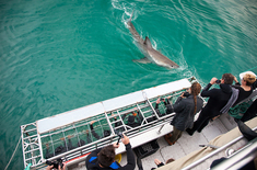web_grootbos_experience_shark_cage_dive_03_1636608950_1645540561