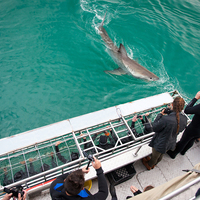 Shark Cage Experience - Gansbaai Tourism Bureau - Xplorioâ„¢ Gansbaai 