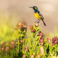 Birdlife - Gansbaai Tourism Bureau - Xplorioâ„¢ Gansbaai 
