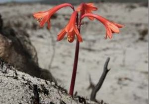 In need of a burn - the science of fire (Napier Fire on Mountain)