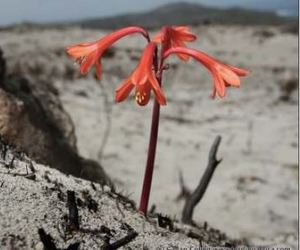 In need of a burn - the science of fire (Napier Fire on Mountain)