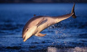 Dolphin Harassment Taken Seriously - Gansbaai Daily News