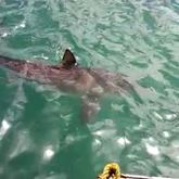 Shark Cage Diving in Gansbaai