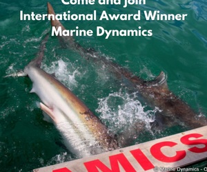 Next Marine Dynamics Shark Cage Diving Trip: 26 February 2022