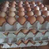 Free Range Eggs - Jan Biltong t/a Suidwes Biltong - Xplorioâ„¢ Kleinmond