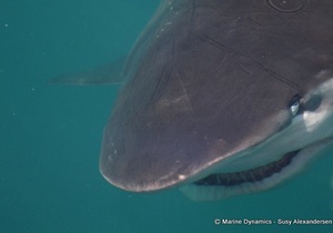 Daily Blog: 01 March 2022 | Shark Cage Diving in South Africa