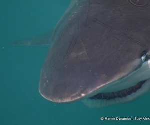 Daily Blog: 01 March 2022 | Shark Cage Diving in South Africa