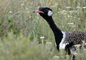 Tracking the Black Harrier and the Southern Black Korhaan