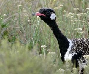 Tracking the Black Harrier and the Southern Black Korhaan