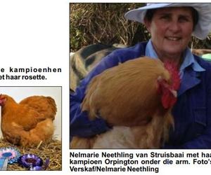 Struisbaai-Hoenders Kraai Koning by Riversdal Skou