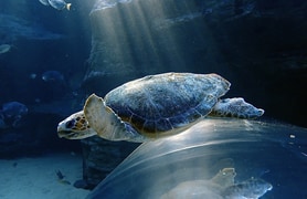 Become a Sea Turtle Rescuer with Two Oceanâ€™s Aquarium