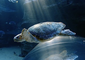 Become a Sea Turtle Rescuer with Two Oceanâ€™s Aquarium